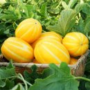 다혜농장 이미지