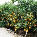 귤림추색 이미지