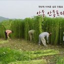 안동포길삼마을 네이버블로그