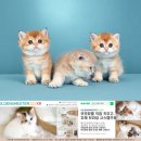 골든스웨터 캐터리 이미지