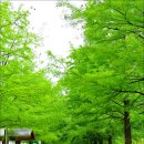 2018-05-17 대전 한밭수목원(樹木園) 동원 이미지