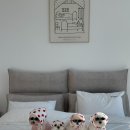 바사리 풀빌라 | [경북 경주시] 경주감성풀빌라 애견동반 &#39;바사리풀빌라&#39;