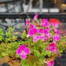 로뎀나무협동조합 이미지