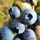 일출농장 이미지