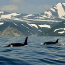 시베리아 아무르강 민물에 대형 범고래 가족 출현 이미지