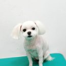 감계동물병원 이미지