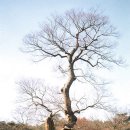 계산동 은행나무 이미지