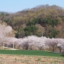 백리벚꽃길 티스토리