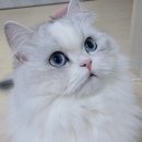 숲냥숲냥 이미지