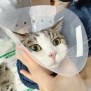 대치수동물병원 | 고양이 건강검진, 송파 마리 동물병원 내돈내산 후기