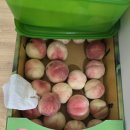 🍑 나의 복숭아 로드 3탄: 드디어 왔다! 내 최애 '대극천' 복숭아 영접 후기