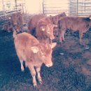 와우한우농장 이미지