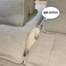 🐱 250503 리본의 냥블리네 정복기 ⛳️