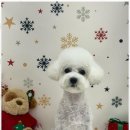 몽몽이 애견미용 이미지