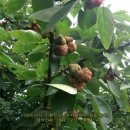 이명자농장 이미지