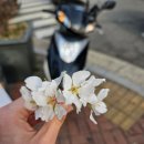 동리단길 피자 이미지