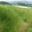 보리밭사이길로 이미지