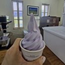 버들짐 | 고성/하늬라벤더팜/라벤더시기/수국/버들마편초/샐비어꽃