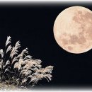 달빛가죽 Daum카페