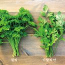 파슬리