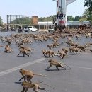 태국서 원숭이 수백마리 '패싸움' 이미지
