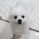댕댕잡화점 이미지