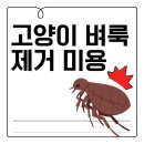[미용 후기] 고양이벼룩미용 먼치킨 이백이가 고양이미용실 나른하냥에 방문했어요 (금천구 고양이...