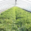 늘찬농장 이미지