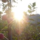 일출농장 이미지