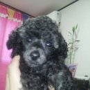 영중동물병원 이미지