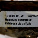 디오스 카카오 검색결과