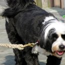 아이펫 동물병원 이미지