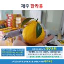 (제주옥림) 제주 한라봉 3Kg, 5Kg (원하시는 크기로 배송) 제주 감귤체험 농장 제주옥림 이미지