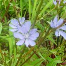 치커리(chicory) 이미지