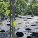 (주)방아다리 이미지