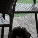 로이스애견풀빌라 | [경주] 애견 동반 숙소 “신라여관” (+ 솔직 후기)