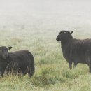 블랙쉽(Black sheep)