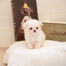 펫 탑 클래스 이미지