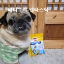 습관도 습관이다 | 🦷 우리 강아지 치석 관리 끝! 페디그리 덴타스틱 급하게 먹는 습관도 고쳐준 철수의 리얼 후기