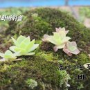 "설악산 연화바위솔" 석부작!!! 이미지