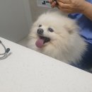 울디 동물병원 이미지