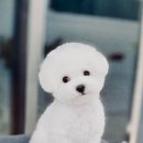 슈앤트리 이미지