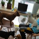 푸른펫살롱 이미지