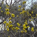 고당운집 이미지