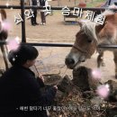 스마트승마장 | 제주 승마체험 내돈내산, 광치기 해변승마 솔직후기 (가격, 주차 꿀팁)