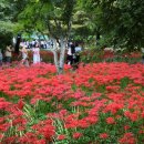 모악산 관광안내소 | [전라남도 영광군] 영광불갑산상사화축제