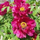 모란이피기까지 이미지