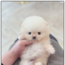 마마스미독 강아지 분양 김해점 | 김해강아지분양 마마스미독 강아지분양 김해점은 강아지의 모든정보 공개해줘요