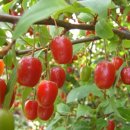 처음농장 이미지