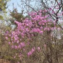 탄천 벚꽃놀이, 영장산 진달래, 꽃복숭아~ 2023.04.02 이미지